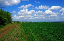 Старая дорога с грушами между Новочеркасском и Старочеркасской