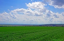 Старая дорога с грушами между Новочеркасском и Старочеркасской