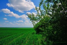 Старая дорога с грушами между Новочеркасском и Старочеркасской
