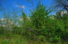 Старая дорога с грушами между Новочеркасском и Старочеркасской
