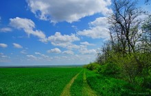 Старая дорога с грушами между Новочеркасском и Старочеркасской
