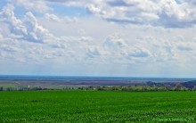 Старая дорога с грушами между Новочеркасском и Старочеркасской