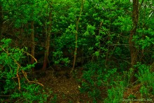 Обрывы известняка-ракушечника в балке Сафьяновой