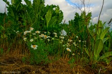 Обрывы известняка-ракушечника в балке Сафьяновой