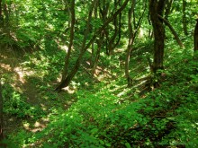 Мухина балка в Аксае