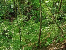 Мухина балка в Аксае