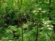 Мухина балка в Аксае