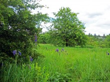 Мухина балка в Аксае