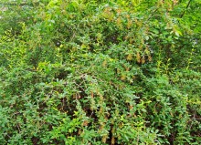 Мухина балка в Аксае