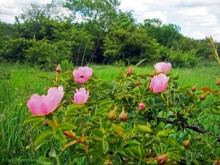 Мухина балка в Аксае