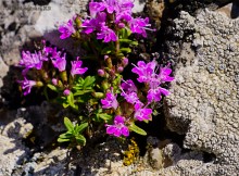 Грядные горы Две сестры на Северском Донце