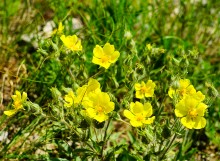 Грядные горы Две сестры на Северском Донце