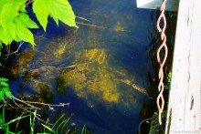 Путешествие по реке Калитве у хуторов Рудаков и Свинарев и поселка Горняцкий