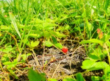 Ползком по земляничным полянам у Осадной горы на Кагальнике