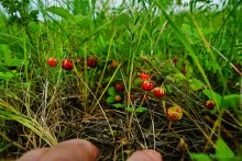 Ползком по земляничным полянам у Осадной горы на Кагальнике