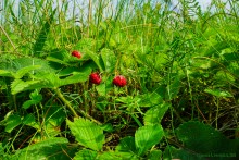 Ползком по земляничным полянам у Осадной горы на Кагальнике