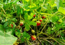 Ползком по земляничным полянам у Осадной горы на Кагальнике