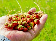 Ползком по земляничным полянам у Осадной горы на Кагальнике