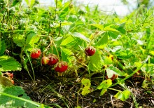Ползком по земляничным полянам у Осадной горы на Кагальнике