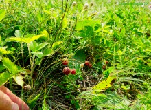 Ползком по земляничным полянам у Осадной горы на Кагальнике