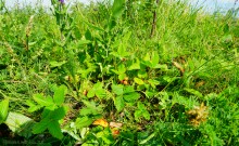 Ползком по земляничным полянам у Осадной горы на Кагальнике