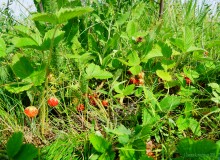 Ползком по земляничным полянам у Осадной горы на Кагальнике