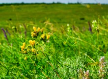 Ползком по земляничным полянам у Осадной горы на Кагальнике