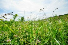 Ползком по земляничным полянам у Осадной горы на Кагальнике