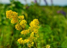 Ползком по земляничным полянам у Осадной горы на Кагальнике