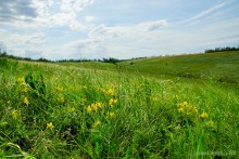 Ползком по земляничным полянам у Осадной горы на Кагальнике