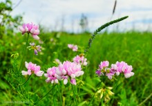 Ползком по земляничным полянам у Осадной горы на Кагальнике