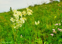 Ползком по земляничным полянам у Осадной горы на Кагальнике