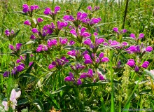 Ползком по земляничным полянам у Осадной горы на Кагальнике