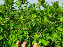 Ползком по земляничным полянам у Осадной горы на Кагальнике