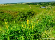 Ползком по земляничным полянам у Осадной горы на Кагальнике