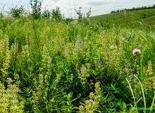 Ползком по земляничным полянам у Осадной горы на Кагальнике