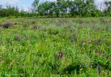 Ползком по земляничным полянам у Осадной горы на Кагальнике