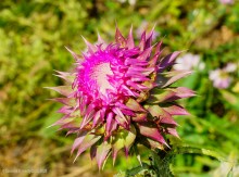 Ползком по земляничным полянам у Осадной горы на Кагальнике