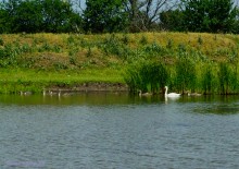 Ползком по земляничным полянам у Осадной горы на Кагальнике