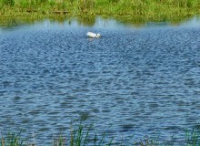 Ползком по земляничным полянам у Осадной горы на Кагальнике