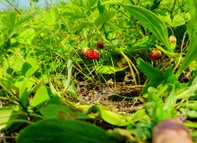 Ползком по земляничным полянам у Осадной горы на Кагальнике