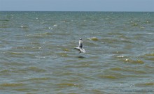 Хутор Рожок 