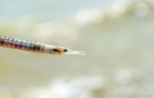 Хутор Рожок 