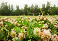 Клевер на футбольном поле