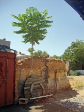 Ростовские чопики