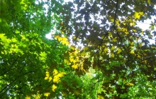 Клены в парке им. Н.Островского