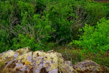 Крыница в Осиновой балке