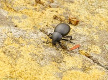 Крыница в Осиновой балке