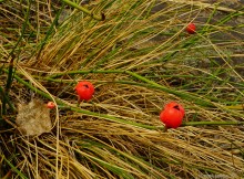 Крыница в Осиновой балке