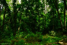 Крыница в Осиновой балке